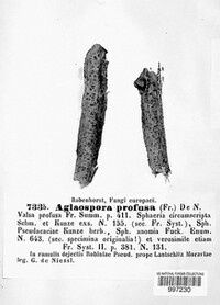 Aglaospora profusa image